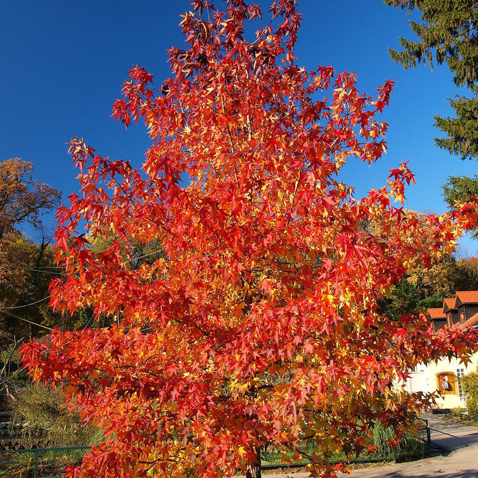 Клен красный Саммер Ред